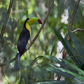 Wat is de beste periode om maar Suriname op vakantie te gaan?