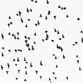 Waarom vallen vogels niet van de tak als ze slapen?