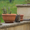 Salvia giftig voor katten? Zo lees je plantenetiketten als kattenbaas