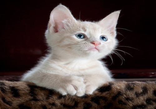 Waarom hebben katten de neiging om in dozen te gaan zitten?