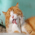 Waarom wordt een staart van een kat omhoog gehouden?