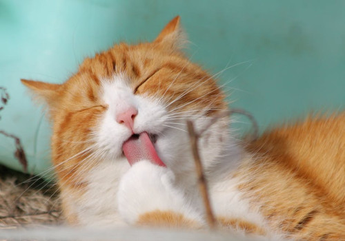 Waarom wordt een staart van een kat omhoog gehouden?