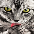 Waarom kunnen katten spinnen en wat betekent het?
