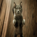 Waarom worden katten zo aangetrokken door dozen?