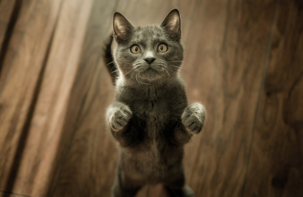 Waarom worden katten zo aangetrokken door dozen?