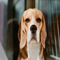 Nederlandse naam beagle